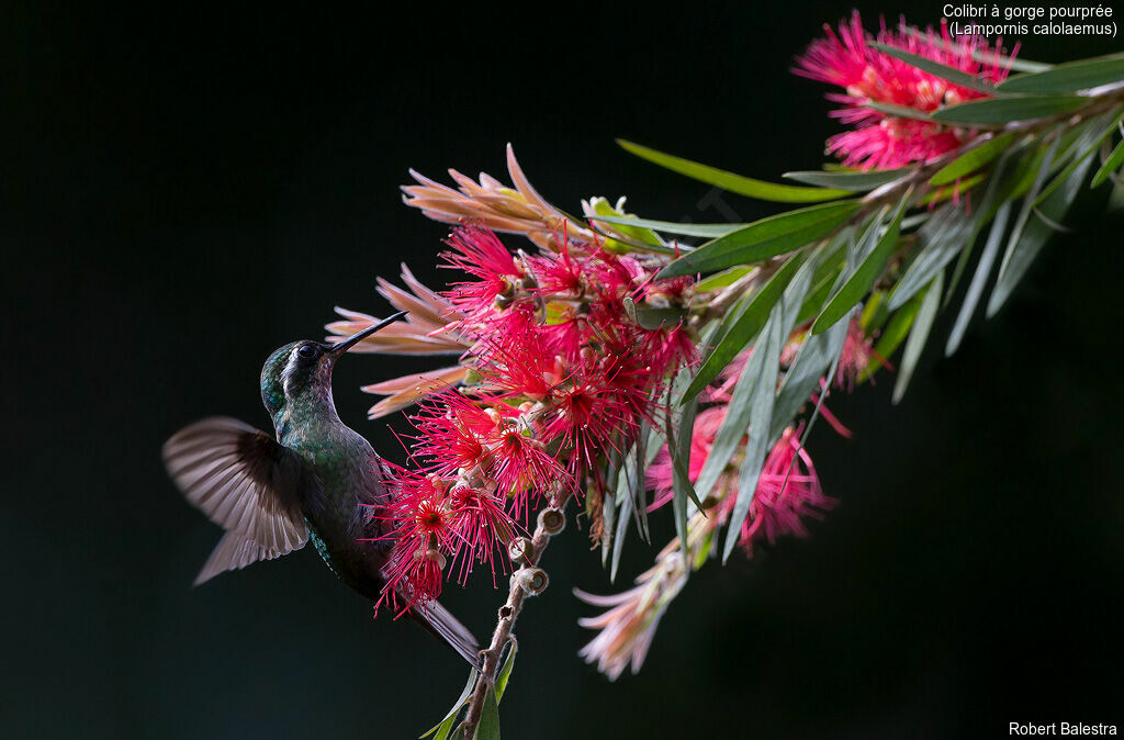 Purple-throated Mountaingem male