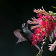 Colibri à gorge pourprée