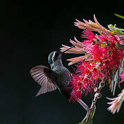 Colibri à gorge pourprée