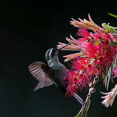 Colibri à gorge pourprée