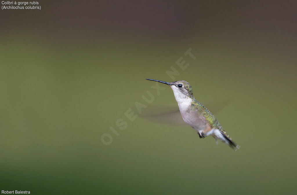 Colibri à gorge rubis