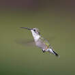 Colibri à gorge rubis