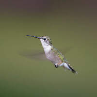 Colibri à gorge rubis