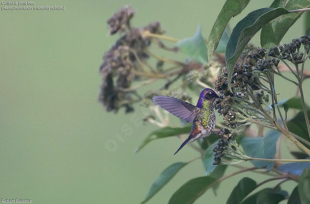 Purple-backed Thornbill