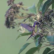 Purple-backed Thornbill