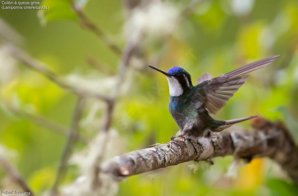 Colibri à queue grise