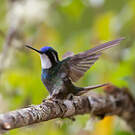 Colibri à queue grise