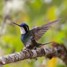 Colibri à queue grise