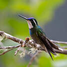 Colibri à queue grise