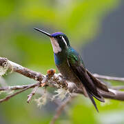 Grey-tailed Mountaingem