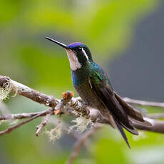 Colibri à queue grise