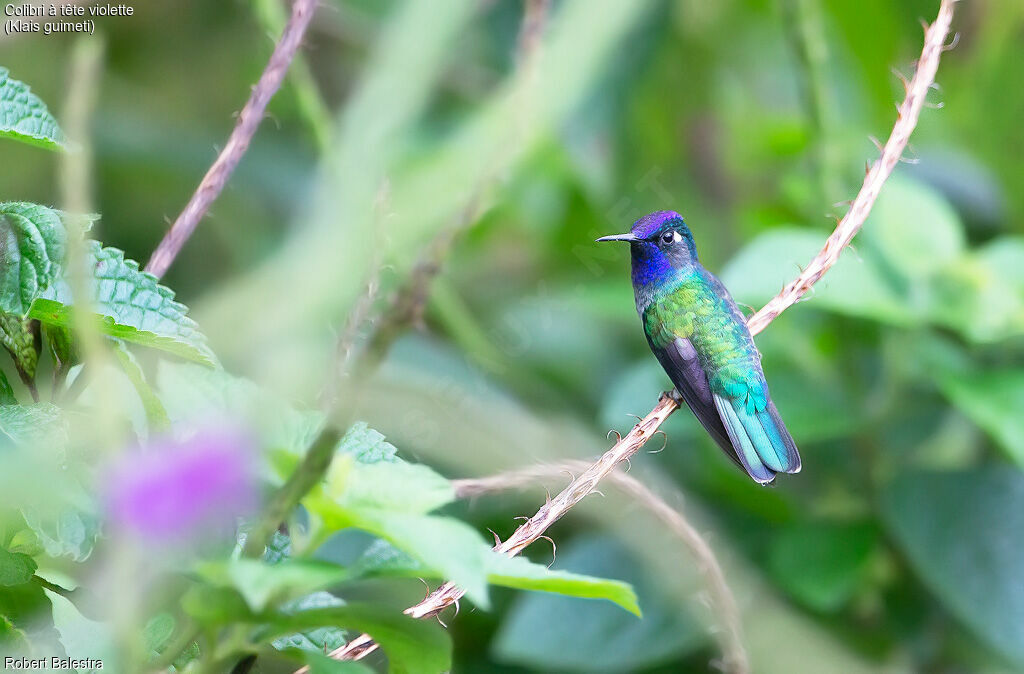 Colibri à tête violette mâle