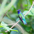 Colibri à tête violette