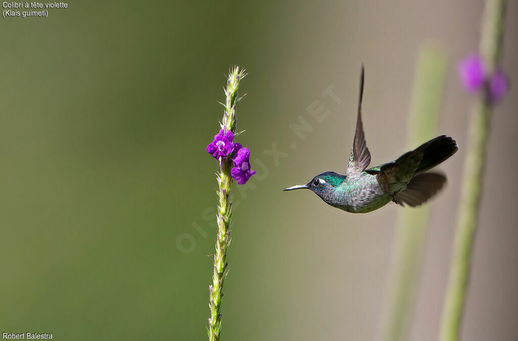 Colibri à tête violette