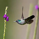 Colibri à tête violette