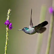 Colibri à tête violette