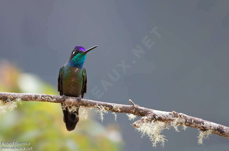 Talamanca Hummingbird male adult, close-up portrait