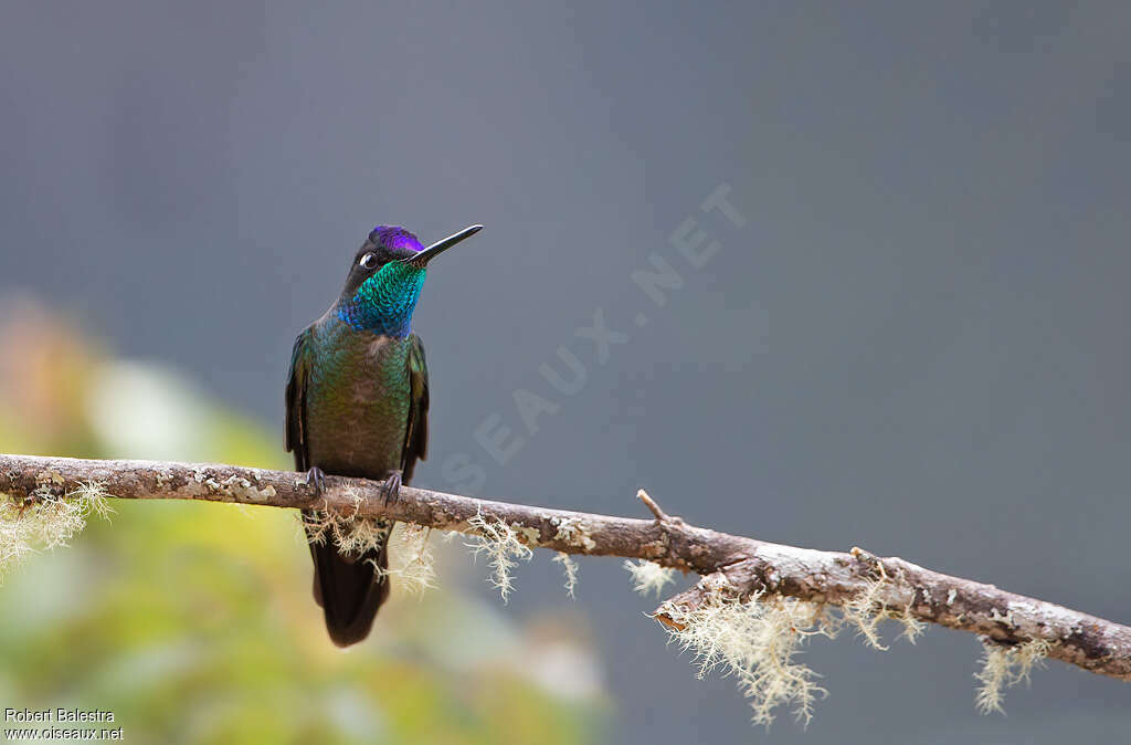 Talamanca Hummingbird male adult, close-up portrait