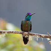 Talamanca Hummingbird