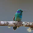 Colibri cyanote