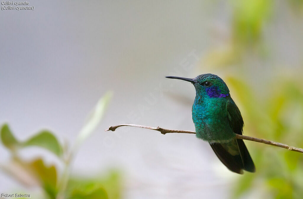 Colibri cyanote