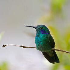 Colibri cyanote