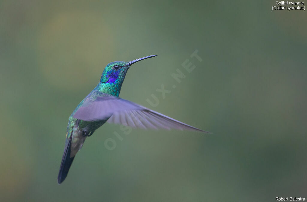 Colibri cyanote