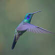 Colibri cyanote