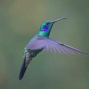 Lesser Violetear