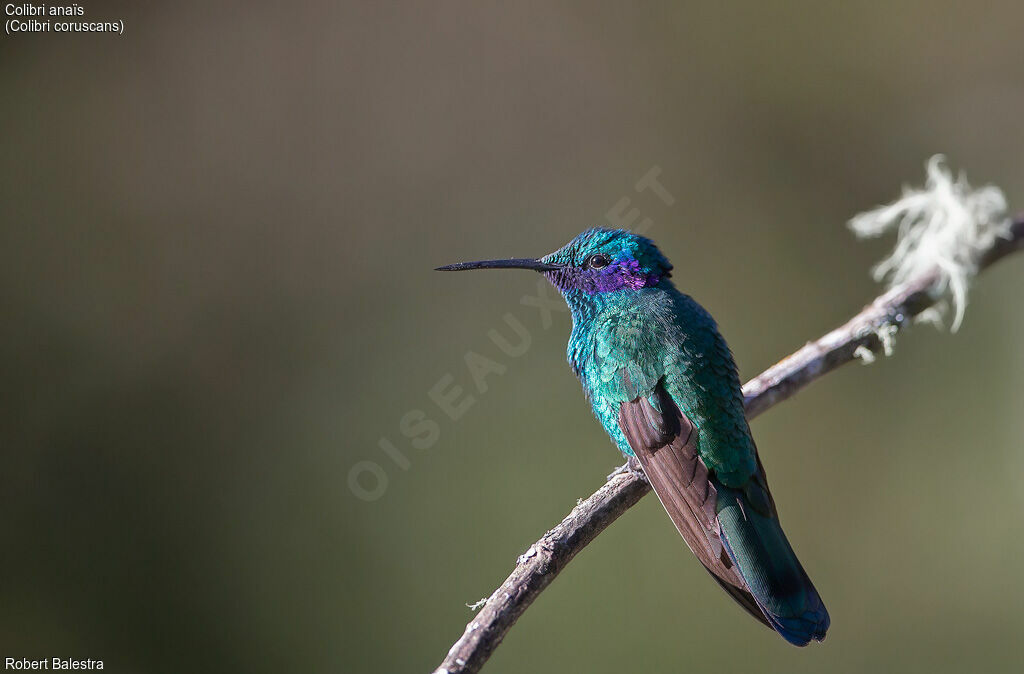 Colibri d'Anaïs