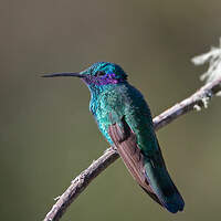 Colibri d'Anaïs