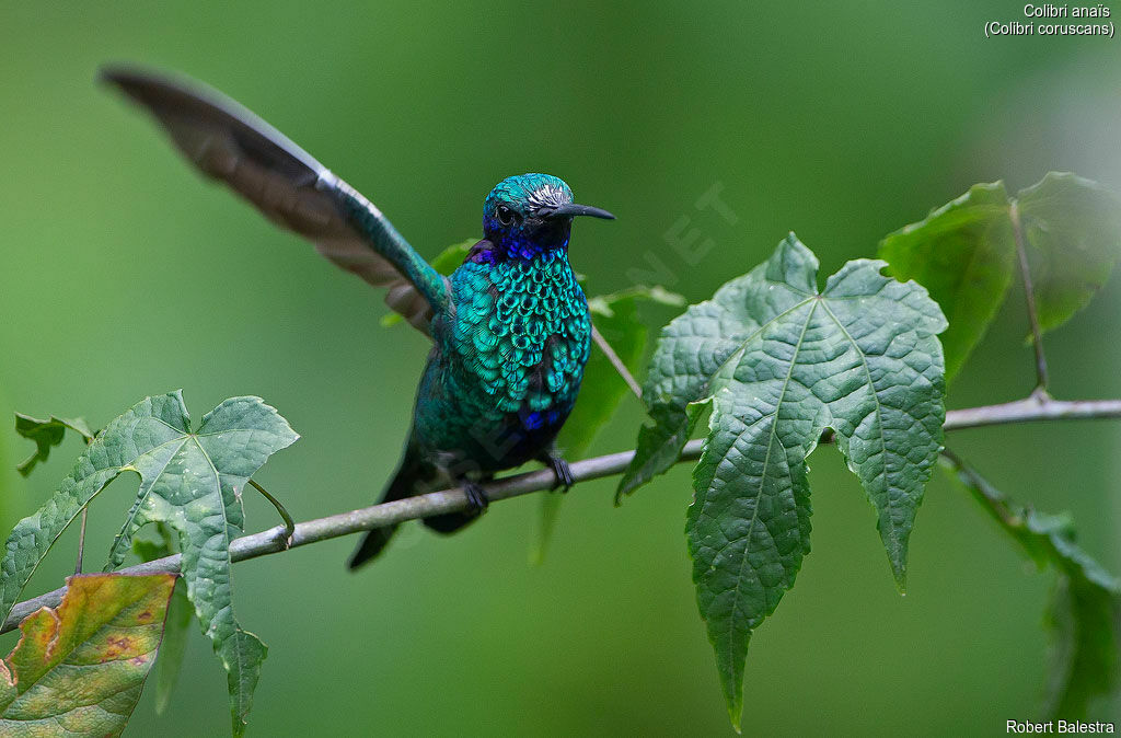 Colibri d'Anaïs mâle