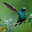 Colibri d'Anaïs