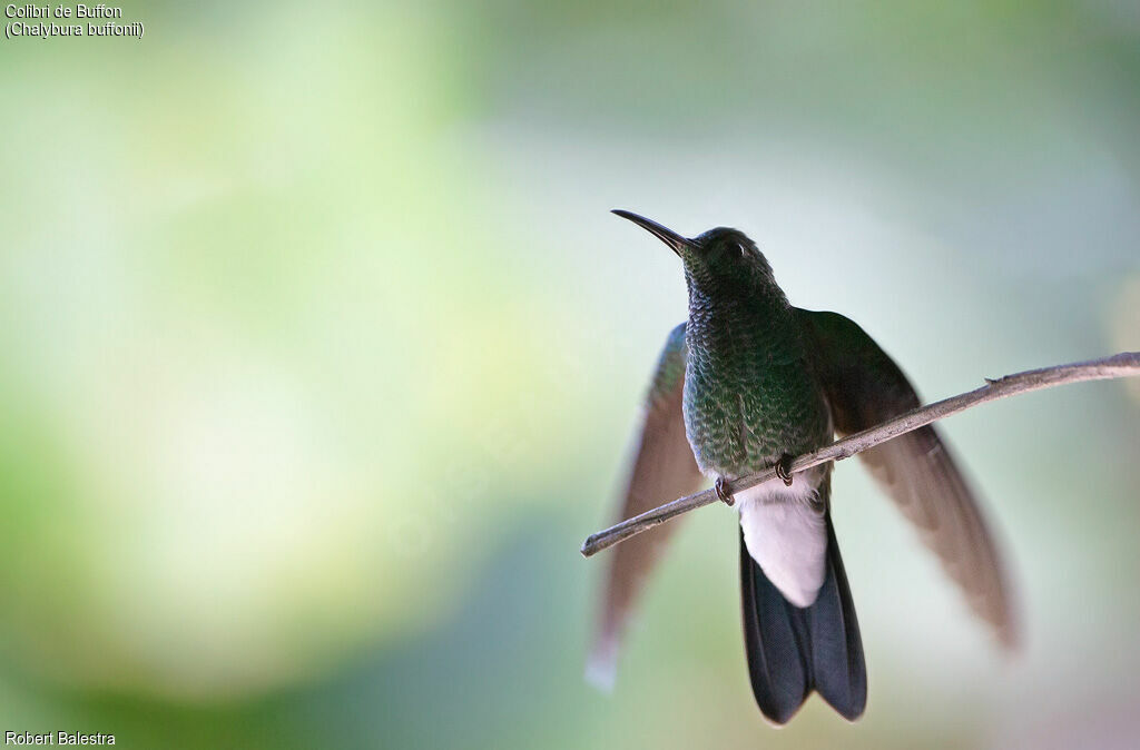 White-vented Plumeleteer