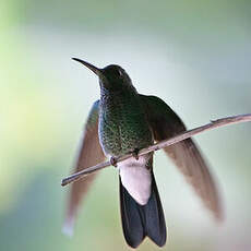 Colibri de Buffon