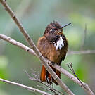 Colibri de Castelnau