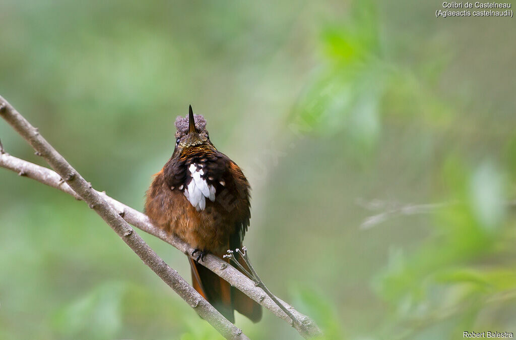 Colibri de Castelnau