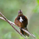 Colibri de Castelnau