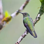 Scaly-breasted Hummingbird