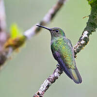 Colibri de Cuvier