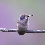 Brown Violetear