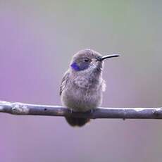 Colibri de Delphine