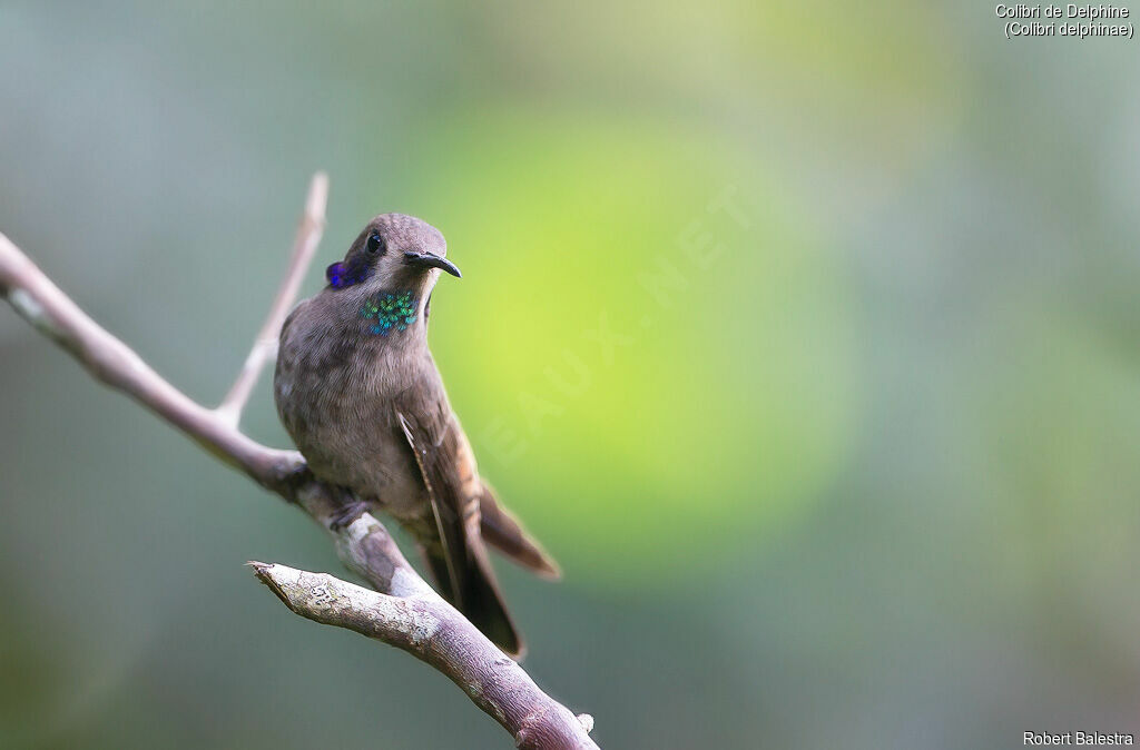 Colibri de Delphine