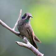 Brown Violetear