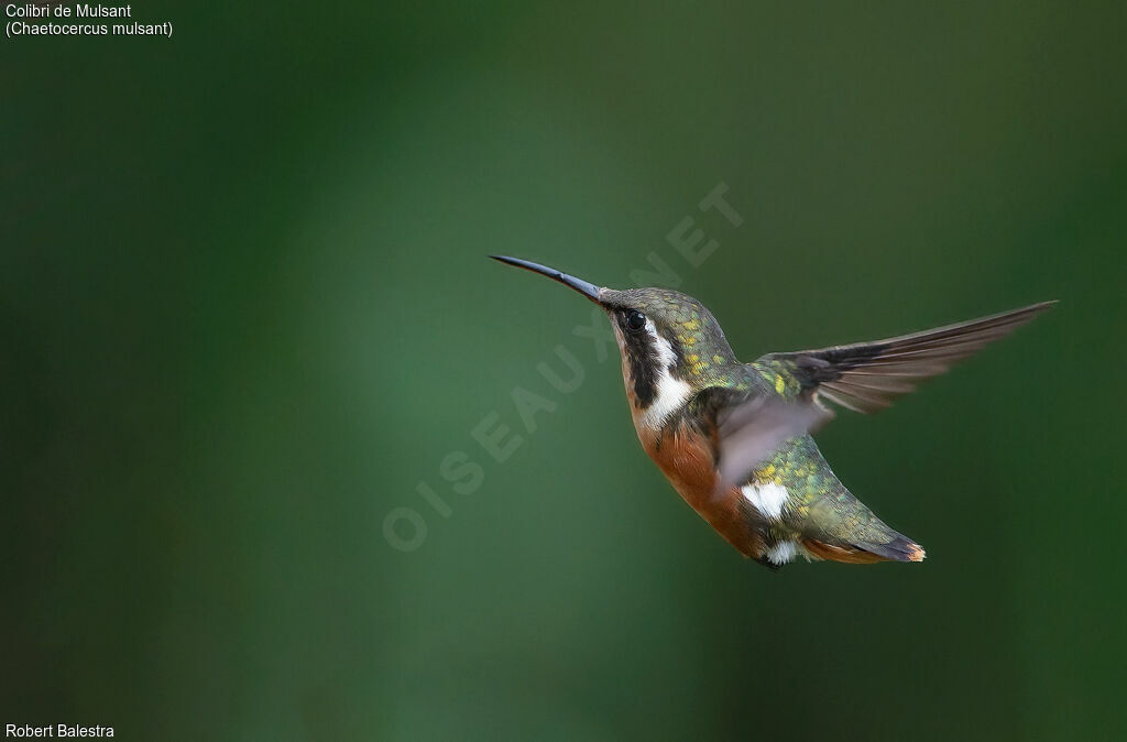 Colibri de Mulsant femelle