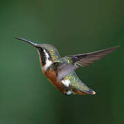 White-bellied Woodstar