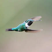 White-bellied Woodstar