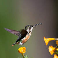 Colibri de Santa Marta