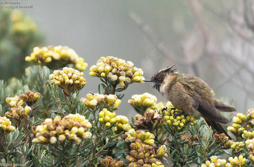 Colibri de Stübel