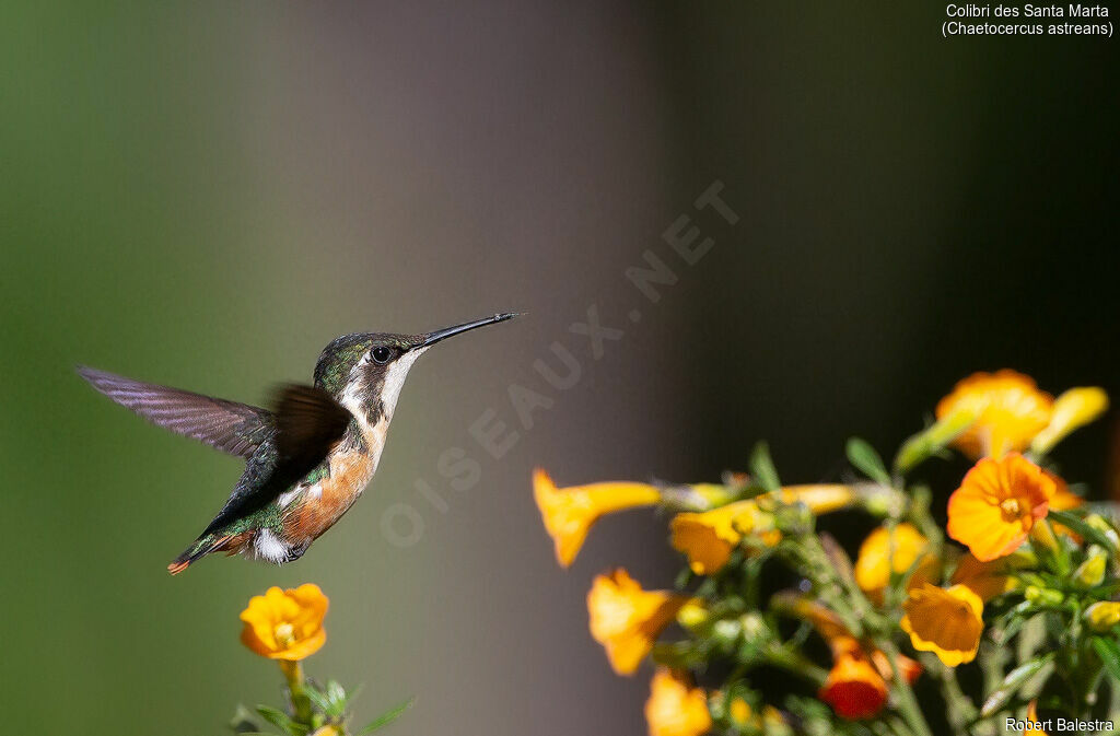 Colibri des Santa Marta femelle